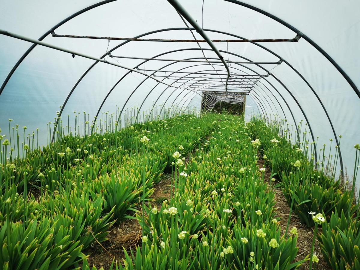 Rosebud Flower Farm Caravan Stay Countryside And Coast Penzance Eksteriør billede